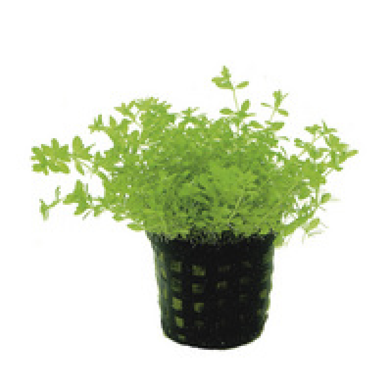 6x Micranthemum Micranthemoides